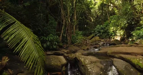 4K Jungle Forest Stream River with Tree Canopy in Hawaii Stock Footage 93414704