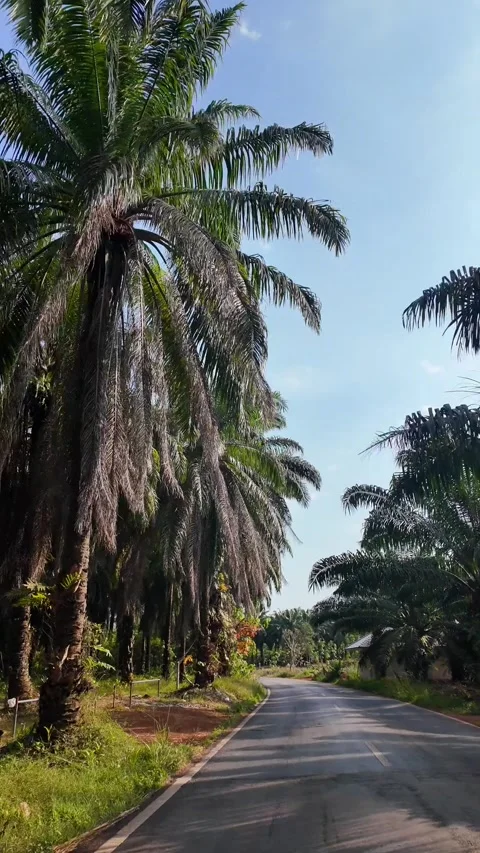 4K Khao Phap Pha Pass Road, Thailand | April 30 2026 | Scenic View Stock Footage 333780185
