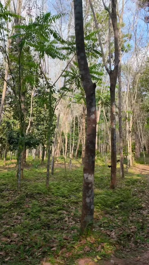 4K Khao Phap Pha Pass Road, Thailand | April 30 2026 | Scenic View Stock Footage 333780196