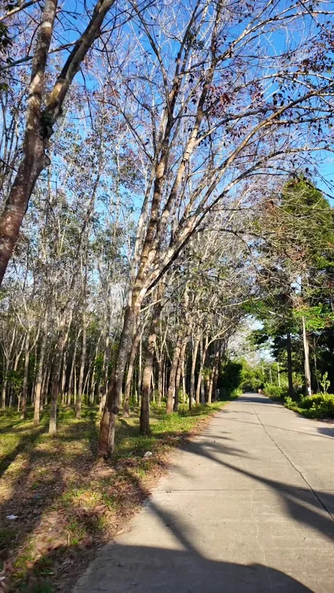 4K Khao Phap Pha Pass Road, Thailand | April 30 2026 | Scenic View Video stock 333780449