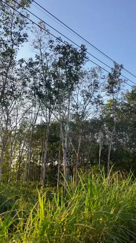 4K Khao Phap Pha Pass Road, Thailand | April 30 2026 | Scenic View Stock Footage 333780560
