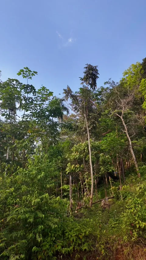 4K Khao Phap Pha Pass Road, Thailand | April 30 2026 | Scenic View Stock Footage 333781443