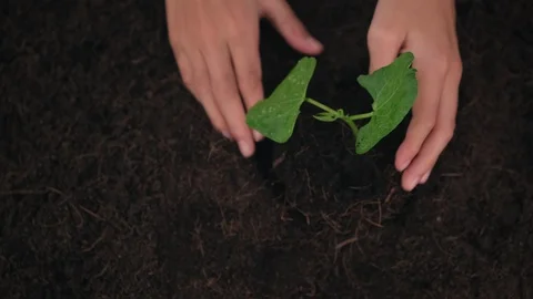 4k kid hand take care young seedling on black soil Vídeos de archivo 125895953