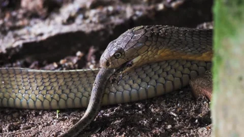 4K King Cobra Predation Dog Faced Water Snake, Singapore Stock Footage 337419019