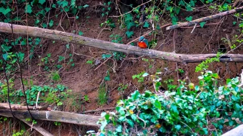 4K Kingfisher Perched on Branch and Taking Flight Stock Footage 333475218