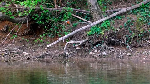 4K Kingfisher Perched on Branch Diving into River Stock Footage 333475217