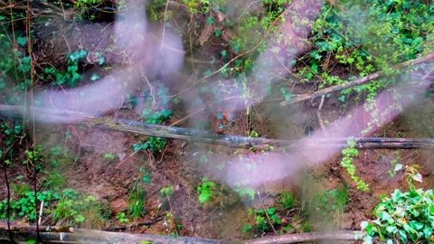 4K Kingfisher Perched on Branch Taking Flight in Natural Habitat 스톡 동영상 333565530