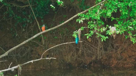 4K Kingfisher Perched on Branch Taking Flight in Natural Habitat Stock Footage 333566073