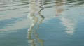 4K Kingston Fossil Plant Reflection 1 4k or 4k+ Resolution