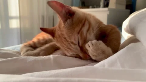 4k kitten licks its paws after eating, washes with its tongue. Little ginger cat Stock Footage 220613867