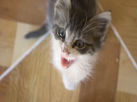 4K kitten Meowing 스톡 동영상 70307751