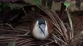 4k Kittlitz Sand Plover bird sitting relaxed on jungle ground 4k or 4k+ Resolution