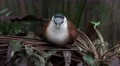 4k Kittlitz Sand Plover bird sitting relaxed on jungle ground 4k or 4k+ Resolution