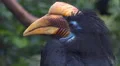 4k Knobbed Hornbill bird very close up portrait 4k or 4k+ Resolution