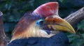 4k Knobbed Hornbill bird very close up portrait 4k or 4k+ Resolution