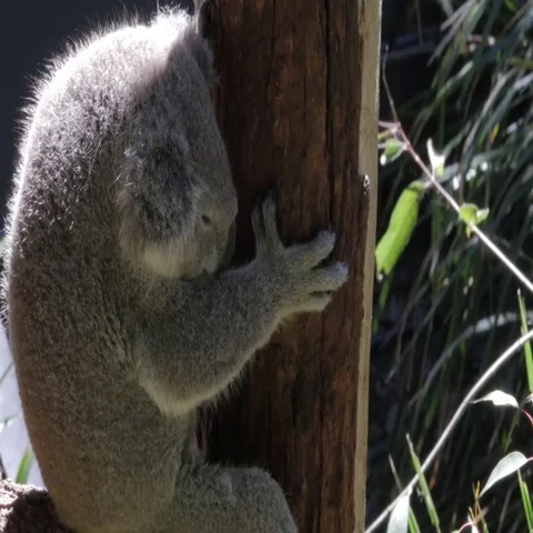 4K KOALA HUGS TREE Stockbeeldmateriaal 69634557