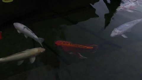 4K koi fish koifish bunch of kois big koifish Stock Footage 200791352