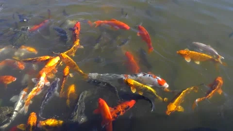4K koi fish koifish bunch of koi fish feeding fishes in the river Stock Footage 200796492