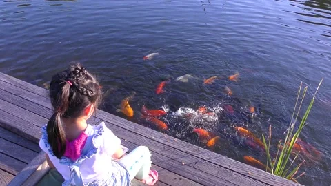 4K koi fish koifish feeding fishes koifish in the river koi pond Stock Footage 200793979