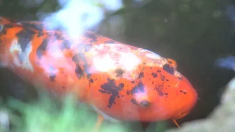 4K Koi fish swimming Stock Footage 84810448