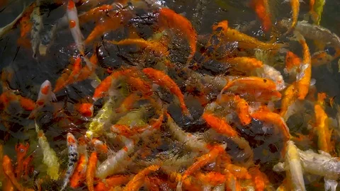 4k, Koi swimming around in the pond, China Stock Footage