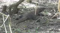 4k Komodo dragon close up resting in shadow 4k or 4k+ Resolution