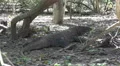4k Komodo dragon close up resting in shadow 4k or 4k+ Resolution