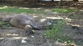 4k Komodo dragon close up resting under tree shadow on sandy ground 4k or 4k+ Resolution
