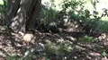 4k Komodo dragon close up zoom resting under tree on Rinca island 4k or 4k+ Resolution
