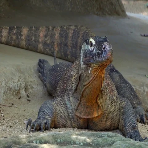 4K KOMODO DRAGON Stockbeeldmateriaal 69580626