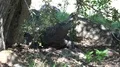 4k Komodo dragon resting under bushy tree on Rinca island 4k or 4k+ Resolution