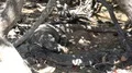 4k Komodo dragon resting under mangrove trees close up 4k or 4k+ Resolution