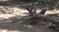 4k Komodo dragon sitting behind tree trunk sandy area mangrove forest 4k or 4k+ Resolution