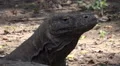4k Komodo dragon very close up head fascial expression 4k or 4k+ Resolution