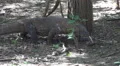 4k Komodo dragon very close up walking under mangrove trees 4k or 4k+ Resolution