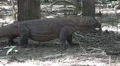 4k Komodo dragon very close up walking under mangrove trees 4k or 4k+ Resolution