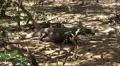 4k Komodo dragon very close up walking under mangrove trees 4k or 4k+ Resolution