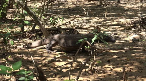 4k Komodo dragon very close up walking u... | Stock Video | Pond5