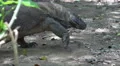 4k Komodo dragon very close up walking under mangrove trees 4k or 4k+ Resolution