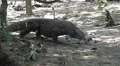 4k Komodo dragon very close up walking under mangrove trees 4k or 4k+ Resolution