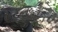 4k Komodo dragon very close up head move head under tree on Rinca island 4k or 4k+ Resolution