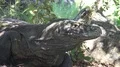 4k Komodo dragon very close up head move head under tree on Rinca island 4k or 4k+ Resolution