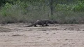 4k Komodo dragon walking in dry mangrove swamp on Rinca island 4k or 4k+ Resolution
