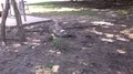 4k Komodo dragon zoom in resting under tree shadow near building 4k or 4k+ Resolution