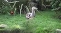 4k Kori bustard very close up walking grass ground 4k or 4k+ Resolution