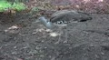 4k Kori bustard very close up walking on ground 4k or 4k+ Resolution