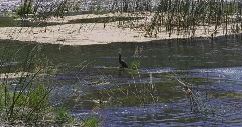 4K Krka river bird Stock-Footage 46028824