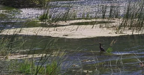 4K Krka river bird Stock-Footage 46029011