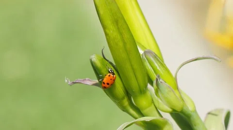 4K lady bug on a flower Stock Footage 50032386