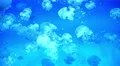 4K Lagoon Jellyfish 01 4k or 4k+ Resolution